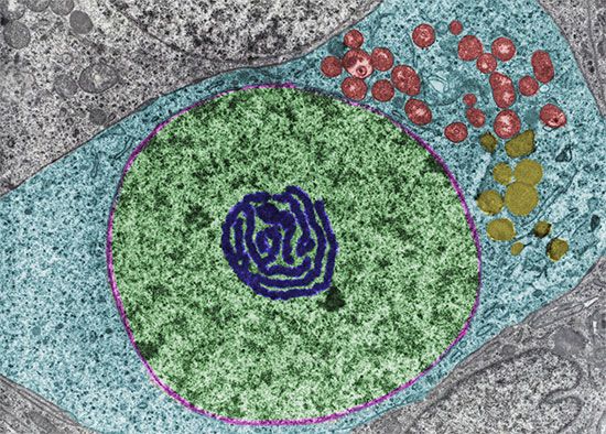 lipid; oogonium