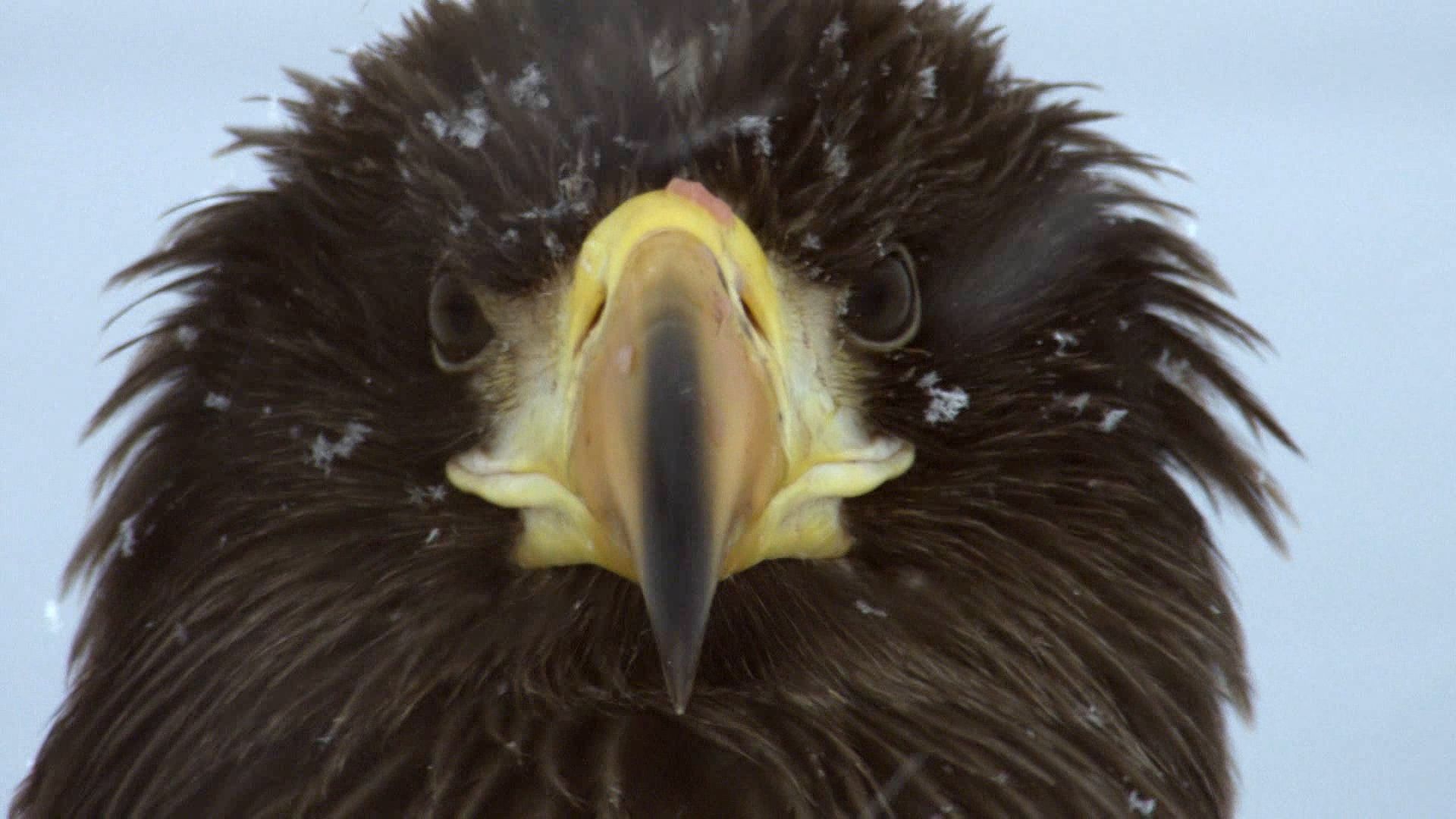 eagle: Steller's sea eagle