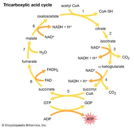 tricarboxylic acid cycle