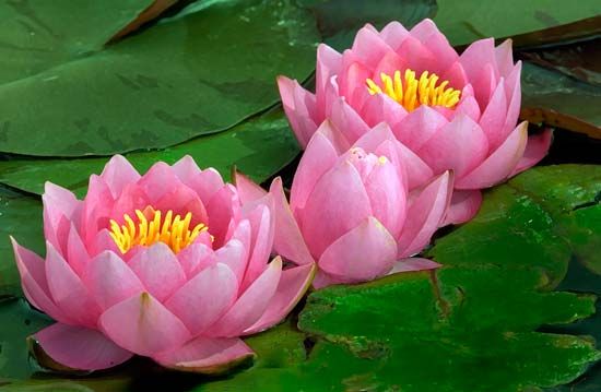 water lilies