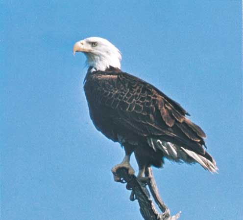 eagle: bald eagle