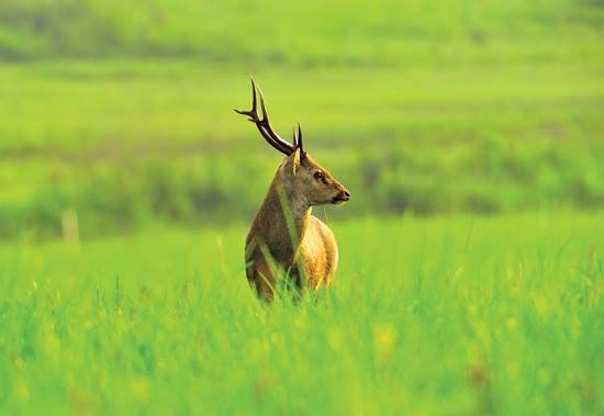 Pampas deer