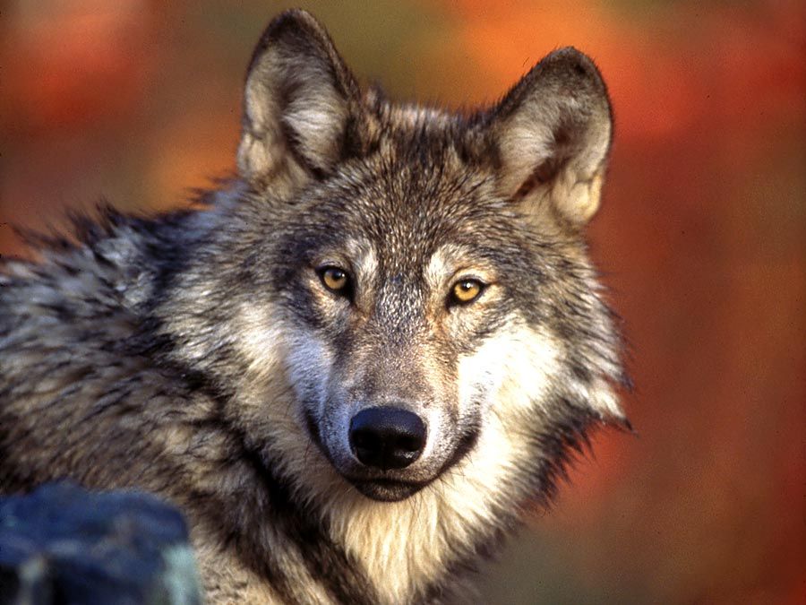 gray wolf. Wolf. Gray wolf (Canis lupus) grey wolf also called timber wolf largest wild member of the dog family (Canidae). Endangered species.