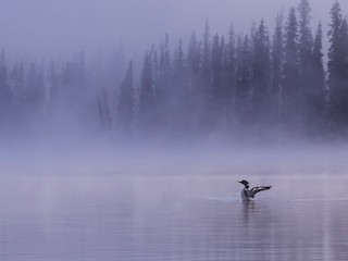 Habitat - Peter Hawrylyshyn - ML308055631