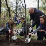 Единороссы вместе с энергетиками высадили кусты сирени в Александровском саду в честь 90-летия «Ленсвета»
