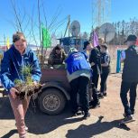 Партийцы Шарыповского муниципального округа высадили саженцы рябины и сосны в селе Парная