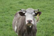 secret plans replace cows xl bully