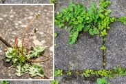 how to remove patio weeds naturally