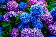 garden plants to never grow near hydrangeas exclusive