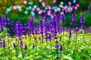 how to grow bigger lavender flowers 