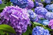 hydrangea big blooms plant in garden