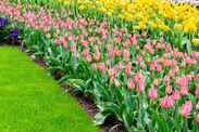 Gardening expert tips healthy lawn summer 