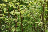 Japanese knotweed hotspots UK