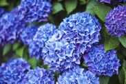 how to make hydrangeas bloom more longer homemade fertiliser