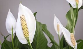 how to make peace lily flower faster