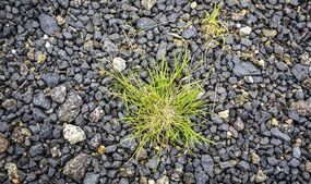 eliminate weeds gravel salt
