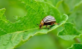garden expert vegetable oil bugs eating plants