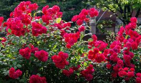 how to boost roses banana peel hydrangeas