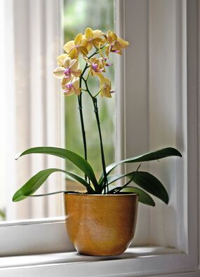 make orchids bloom fast
