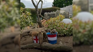 ‘Mystic meerkats’ predict result of England’s Euro 2024 semi-final