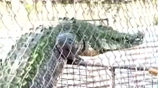 Watch: Giant crocodile scales fence at Australian wildlife park