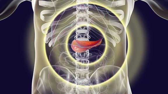 Illustration - Bauchspeicheldrüse