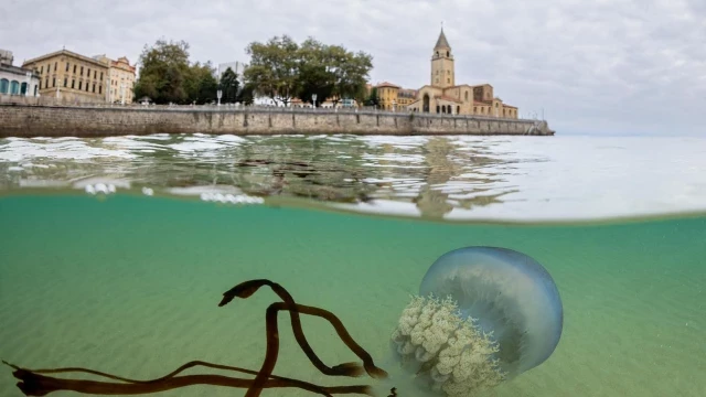 Las impresionantes imágenes de las medusas bajo el mar en Gijón