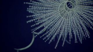 Iridogorgia magnispiralis, a deep-sea octocorals that are known to be bioluminescent.