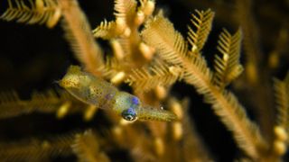 A small squid swims beside a marine plant