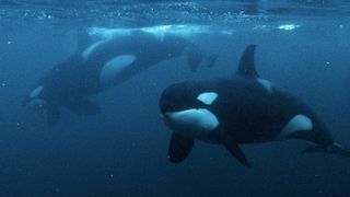 Two Orcas photographed underwater in Norway.