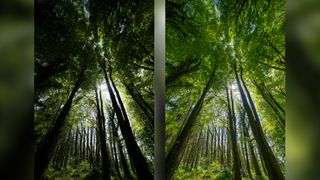 Dynamic range comparison of tall trees in the woods