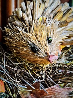 Hedgehog, Straw Hedgehog, Autumn