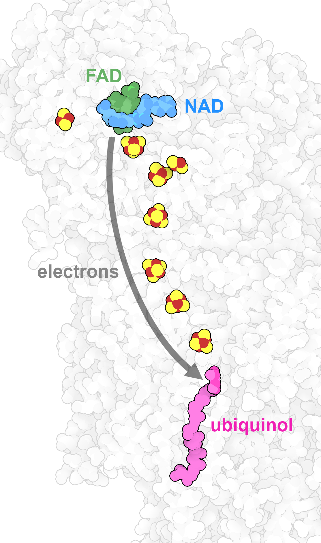 Glucose distributes energy resources throughout our bodies