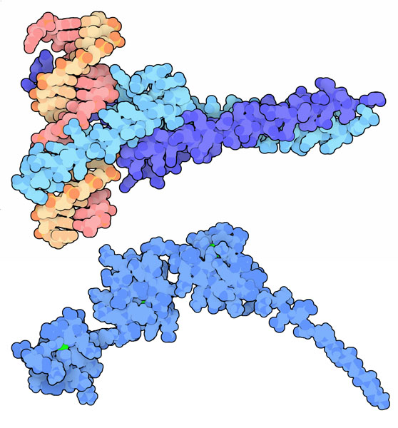 DNA-binding domain of Myc and Max bound to DNA (top).