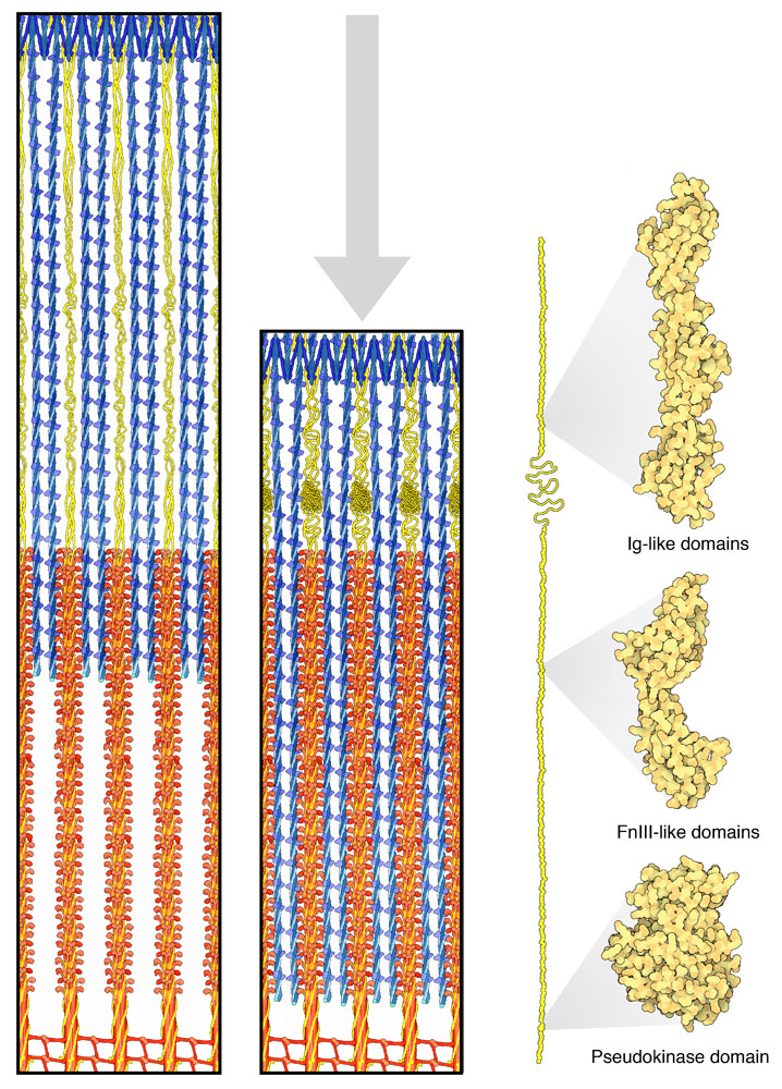 Muscle sarcomere in the relaxed (left) and contracted (right) states. Titin (right) is shown in yellow, actin in blue, and myosin in red.