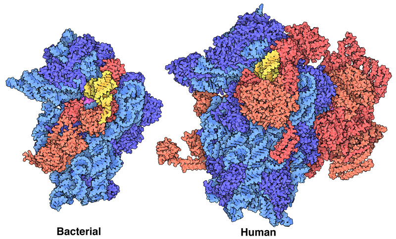 Translation initiation complexes, with small ribosomal subunits in blue, initiator transfer RNA in yellow, and initiation factors in red.