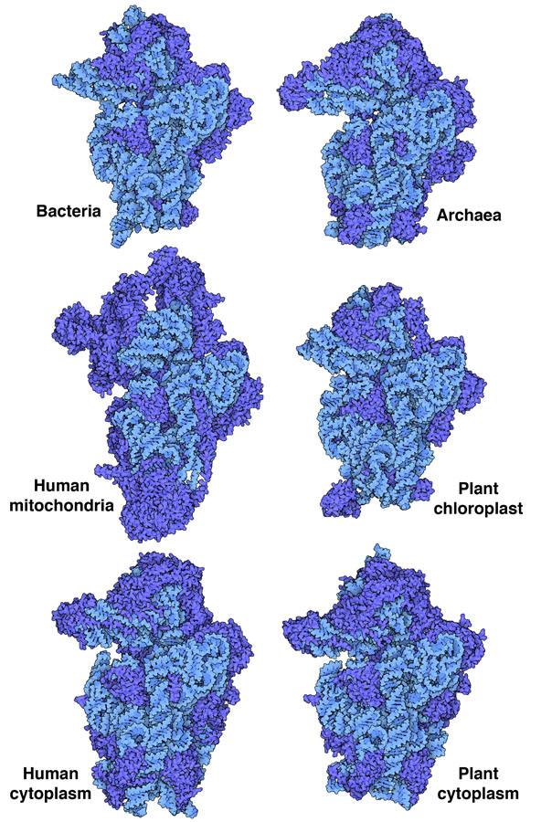 Small ribosomal subunits from diverse organisms and organelles. Ribosomal RNA is in light blue and proteins are in darker blue. The illustrations show the face of the subunit that interacts with the large ribosomal subunit.