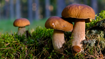 Врач-гастроэнтеролог перечислил симптомы отравления грибами