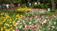 Фестиваль тюльпанов в Петербурге продлили еще на два выходных