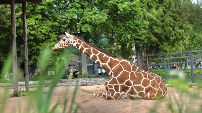 Грациозная жирафиха Соня отметила 22-летие в Ленинградском зоопарке