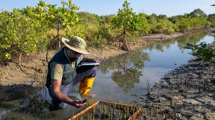 A man checks on mangrove plants