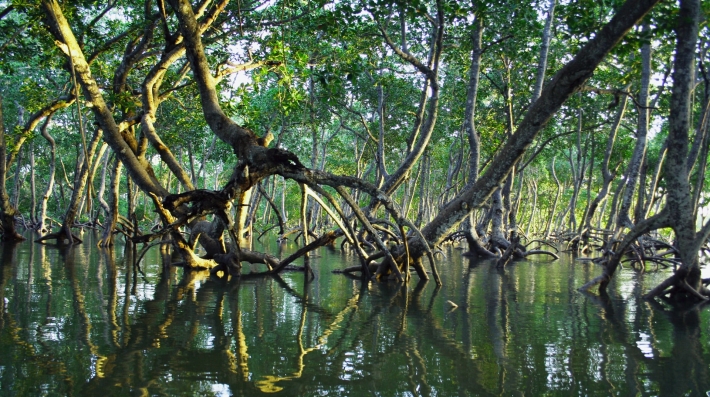 Mangrove forest located in the Mida Creek - Malindi