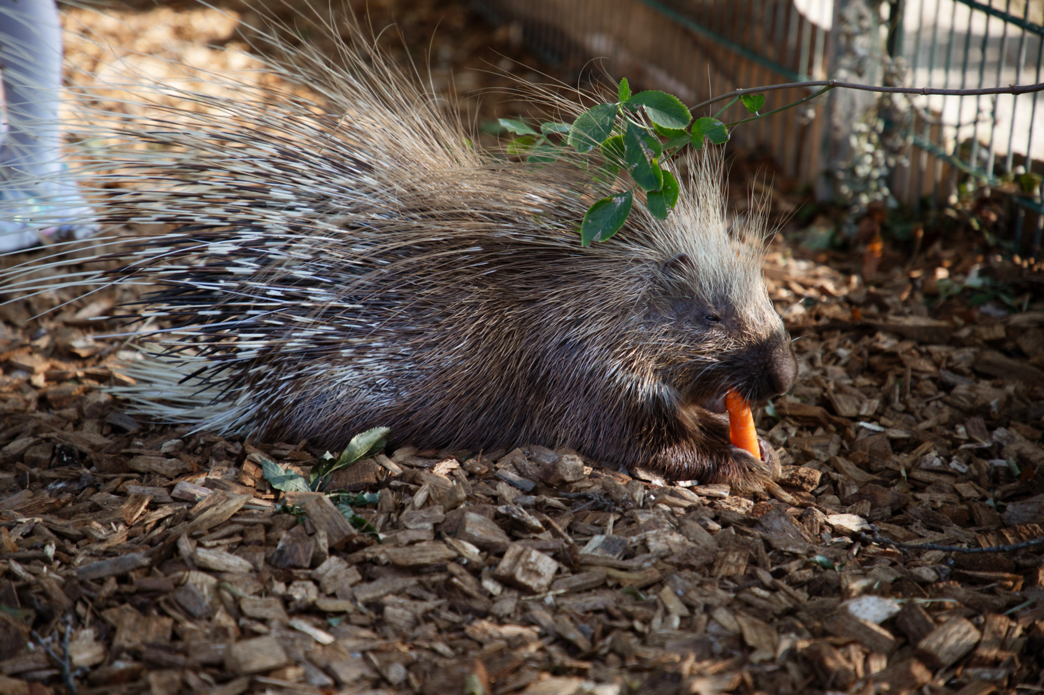 Un porc-épic mange une carotte au Bioparc Genève sur la Route de Valavran à Bellevue. Il est entouré de copeaux de bois. Les porcs-épics sont arrivés d'urgence au parc.