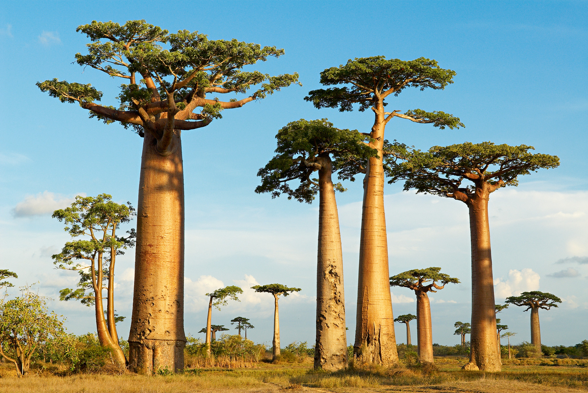 Wie der Baobab Afrika erobert hat