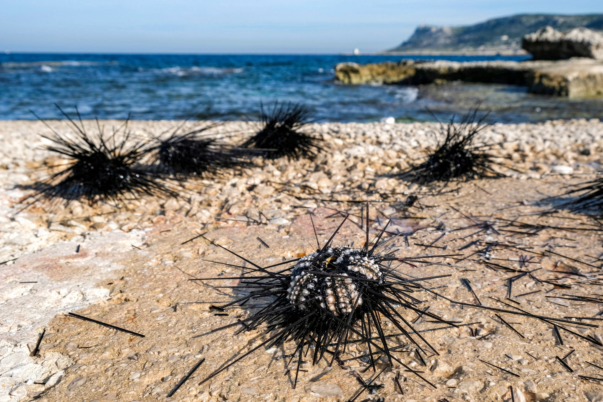 Dying long-spined sea urchins are pictured on the shore of Lebanon's northern coastal city of Batroun on January 7, 2024. A parasite was found to be responsible for the massive death of long-spined sea urchins in the Red Sea's Gulf of Aqaba and off Oman during the start of summer 2023, and was suspected to spread to the Eastern Mediterranean thus wiping out all long-spined Diadema sea urchins which feed on algae and protect coral reefs from outgrowing algal blooms. (Photo by Ibrahim CHALHOUB / AFP)