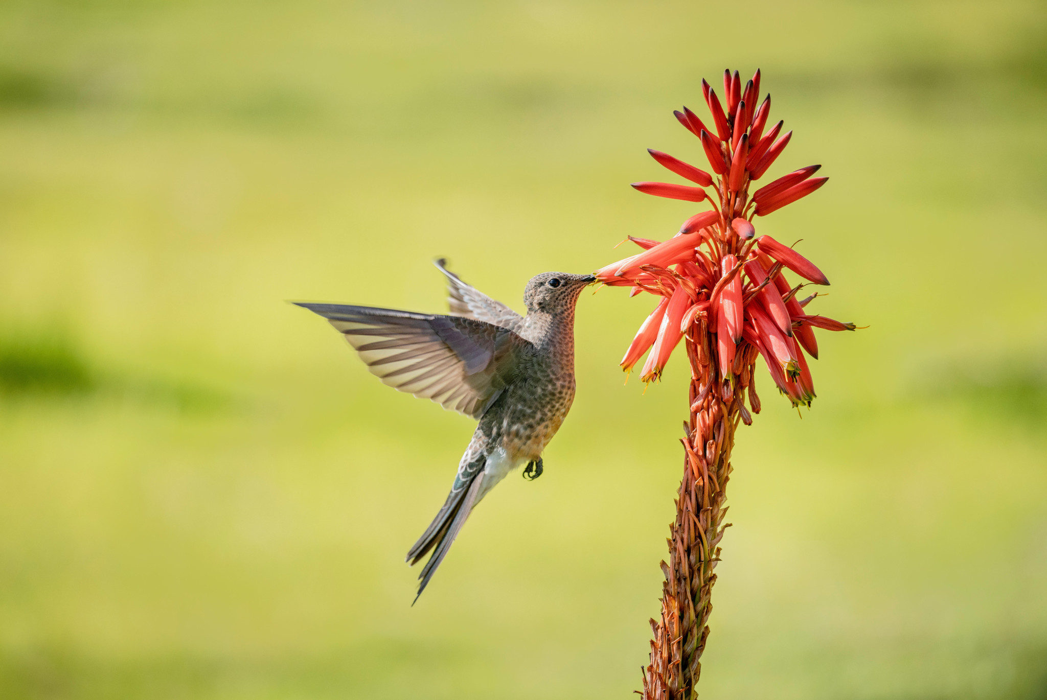 PDXW4A A Giant Humming Bird or Picaflor Gigante aka Patagona Gigas flying and eating the flower of an Aloe Vera plant in the Cordillera de la Coasta, Chile.