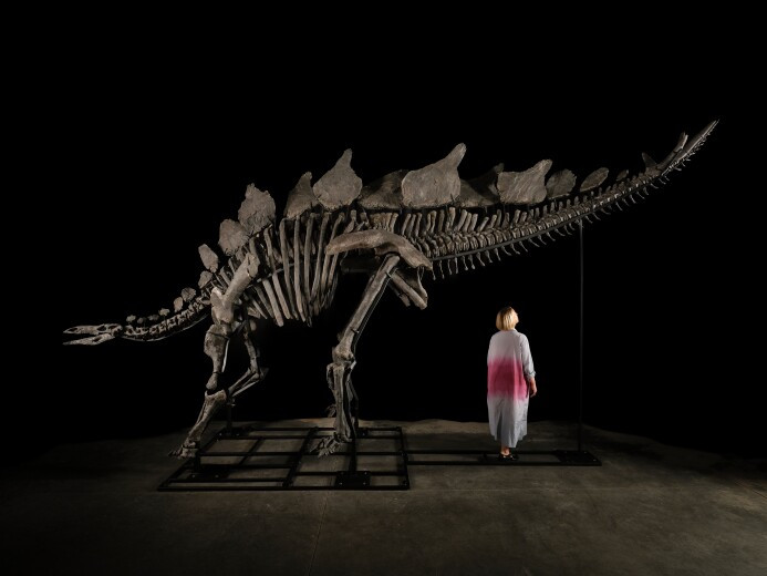 Dinosaurier-Skelett soll bei Auktion sechs Millionen Dollar bringen