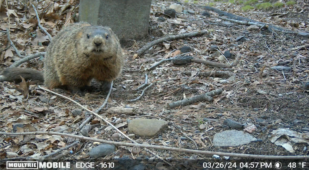 A groundhog sits on its back legs in front of a tree while looking into a trail camera.
