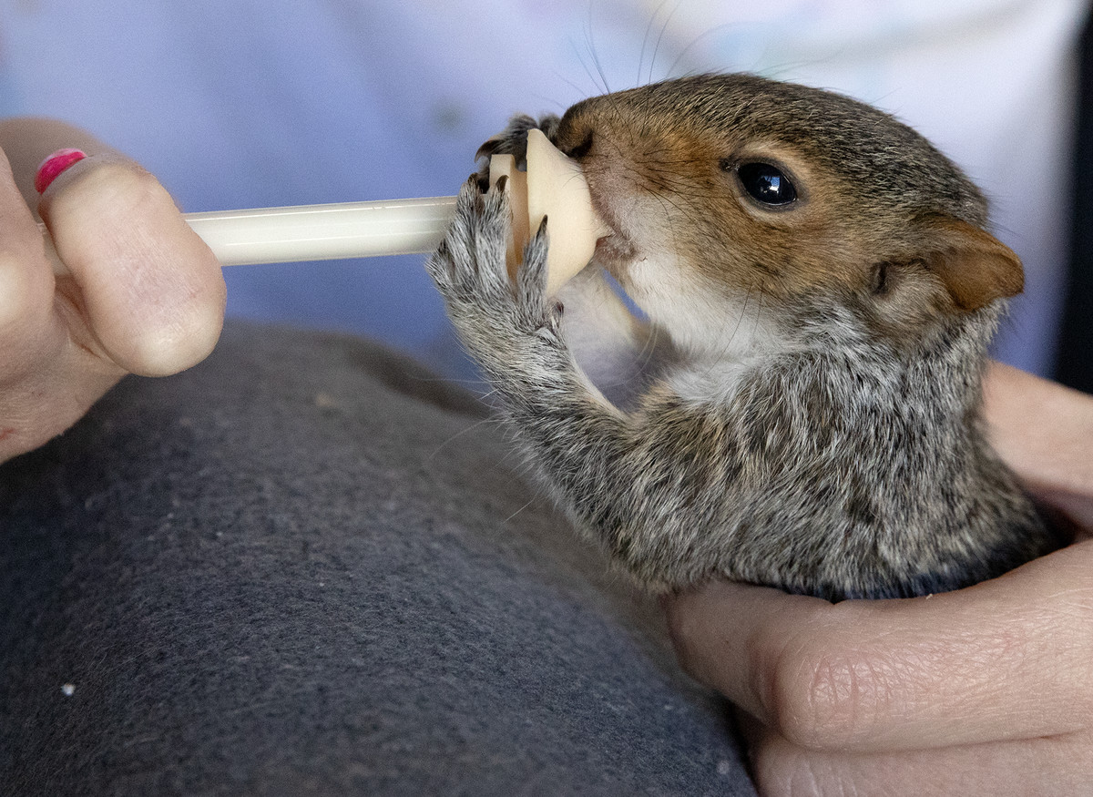 A tiny squirrel is fed with a dropper.