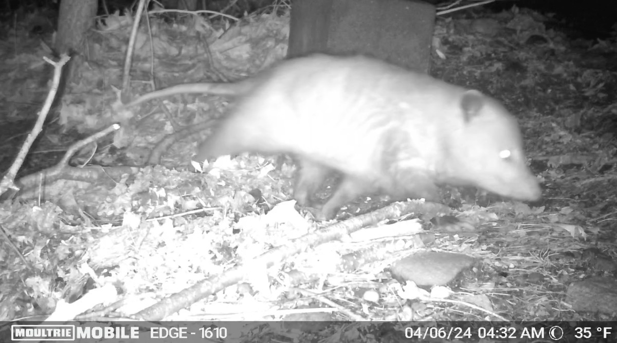 An opossum is a white blur with bright eyes running past a trail camera.